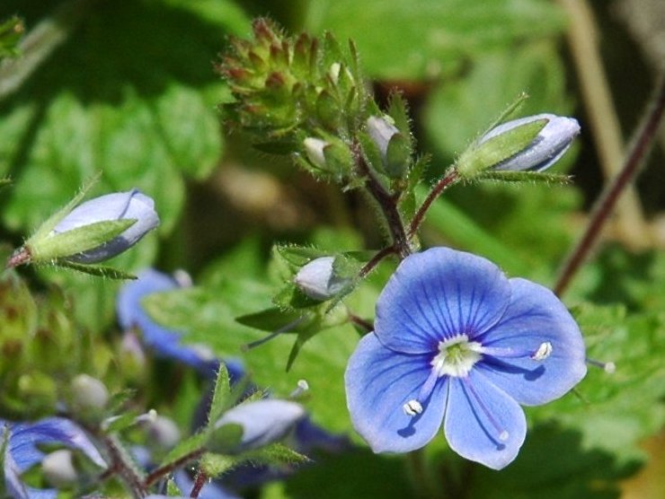 Veronica chamaedrys / Veronica comune